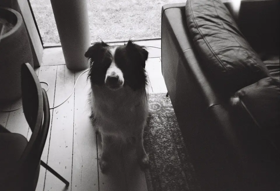 Black and white photo of a dog sitting indoors